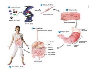 Basic scientific principles of physiology | PPTX