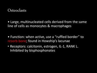 Osteoclasts
• Large, multinucleated cells derived from the same
line of cells as monocytes & macrophages
• Function: when active, use a “ruffled border” to
resorb bone; found in Howship’s lacunae
• Receptors: calcitonin, estrogen, IL-1, RANK L.
Inhibited by bisphosphonates
 