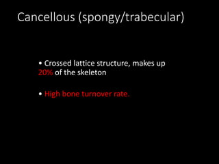Cancellous (spongy/trabecular)
• Crossed lattice structure, makes up
20% of the skeleton
• High bone turnover rate.
 