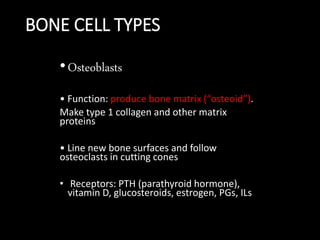 BONE CELL TYPES
•Osteoblasts
• Function: produce bone matrix (“osteoid”).
Make type 1 collagen and other matrix
proteins
• Line new bone surfaces and follow
osteoclasts in cutting cones
• Receptors: PTH (parathyroid hormone),
vitamin D, glucosteroids, estrogen, PGs, ILs
 