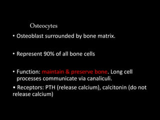 Osteocytes
• Osteoblast surrounded by bone matrix.
• Represent 90% of all bone cells
• Function: maintain & preserve bone. Long cell
processes communicate via canaliculi.
• Receptors: PTH (release calcium), calcitonin (do not
release calcium)
 