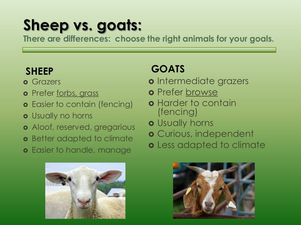 Basic sheep and goat husbandry