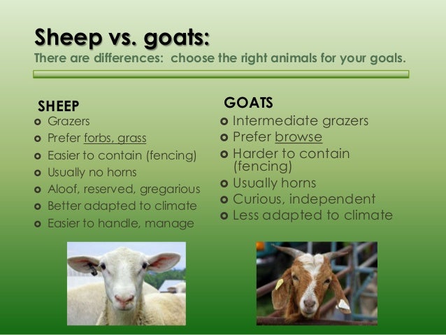 basic sheep and goat