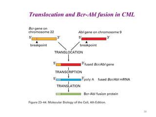 Basics in cancer biology.pdf