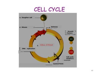 Basics in cancer biology.pdf