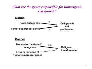 14
What are the genes responsible for tumorigenic
cell growth?
Normal
Cancer
Proto-oncogenes Cell growth
and
proliferation...