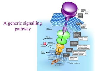 18
A generic signalling
pathway
 
