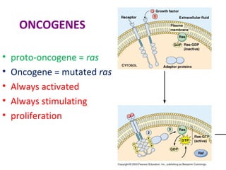 ONCOGENES
• proto-oncogene = ras
• Oncogene = mutated ras
• Always activated
• Always stimulating
• proliferation
19
 