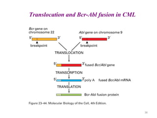 36
Translocation and Bcr-Abl fusion in CML
 