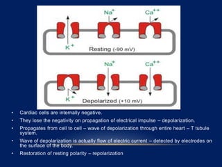 • Cardiac cells are internally negative.
• They lose the negativity on propagation of electrical impulse – depolarization.
• Propagates from cell to cell – wave of depolarization through entire heart – T tubule
system.
• Wave of depolarization is actually flow of electric current – detected by electrodes on
the surface of the body.
• Restoration of resting polarity – repolarization
 