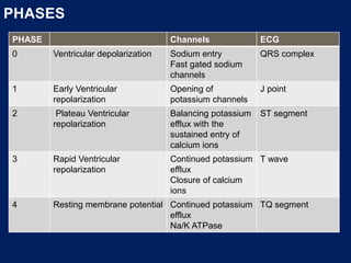 PHASES
PHASE Channels ECG
0 Ventricular depolarization Sodium entry
Fast gated sodium
channels
QRS complex
1 Early Ventricular
repolarization
Opening of
potassium channels
J point
2 Plateau Ventricular
repolarization
Balancing potassium
efflux with the
sustained entry of
calcium ions
ST segment
3 Rapid Ventricular
repolarization
Continued potassium
efflux
Closure of calcium
ions
T wave
4 Resting membrane potential Continued potassium
efflux
Na/K ATPase
TQ segment
 