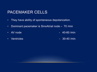 PACEMAKER CELLS
• They have ability of spontaneous depolarization.
• Dominant pacemaker is SinoAtrial node – 70 /min
• AV node - 40-60 /min
• Ventricles - 30-40 /min
 