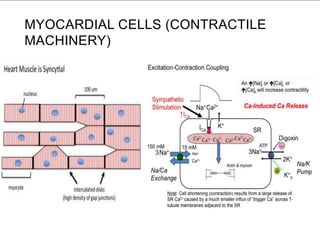MYOCARDIAL CELLS (CONTRACTILE
MACHINERY)
 