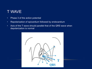 T WAVE
• Phase 3 of the action potential
• Repolarization of epicardium followed by endocardium
• Axis of the T wave should parallel that of the QRS wave when
depolarization is normal
 