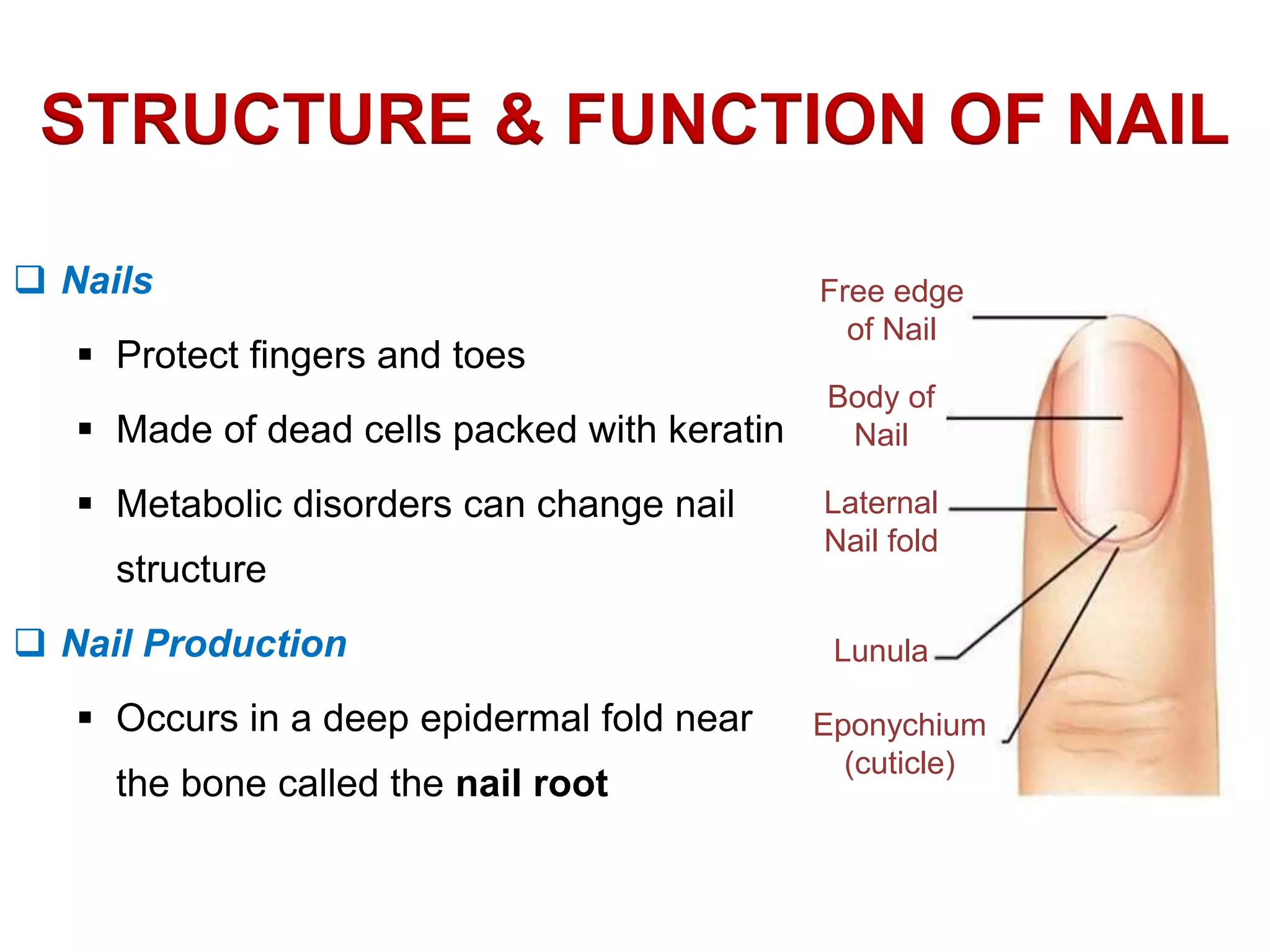 Basic Skin Structure | PPTX