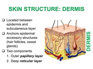 Basic Skin Structure | PPTX