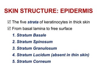 Basic Skin Structure