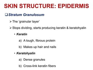 Basic Skin Structure