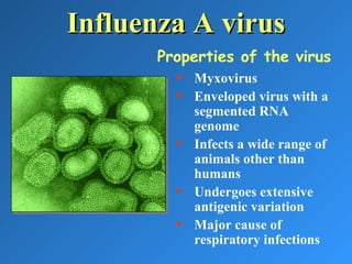 Influenza A virusInfluenza A virus
• Myxovirus
• Enveloped virus with a
segmented RNA
genome
• Infects a wide range of
animals other than
humans
• Undergoes extensive
antigenic variation
• Major cause of
respiratory infections
Properties of the virus
 