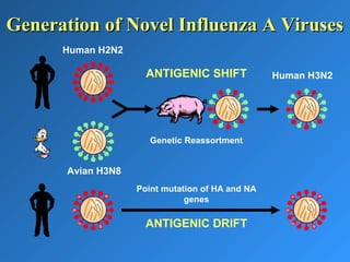 Point mutation of HA and NA
genes
ANTIGENIC DRIFT
ANTIGENIC SHIFT
Genetic Reassortment
Human H3N2
Avian H3N8
Human H2N2
Generation of Novel Influenza A VirusesGeneration of Novel Influenza A Viruses
 