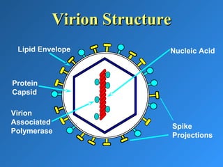 Virion StructureVirion Structure
Nucleic Acid
Spike
Projections
Protein
Capsid
Lipid Envelope
Virion
Associated
Polymerase
 