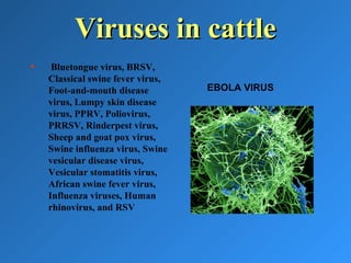 Viruses in cattleViruses in cattle
• Bluetongue virus, BRSV,
Classical swine fever virus,
Foot-and-mouth disease
virus, Lumpy skin disease
virus, PPRV, Poliovirus,
PRRSV, Rinderpest virus,
Sheep and goat pox virus,
Swine influenza virus, Swine
vesicular disease virus,
Vesicular stomatitis virus,
African swine fever virus,
Influenza viruses, Human
rhinovirus, and RSV
EBOLA VIRUS
 