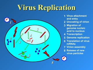 Virus ReplicationVirus Replication
1 Virus attachment
and entry
11 2 Uncoating of virion
22
3 Migration of
genome nucleic
acid to nucleus
33
4 Transcription
5 Genome replication
44
55
6 Translation of virus
mRNAs
66
7 Virion assembly
77
8 Release of new
virus particles
88
 