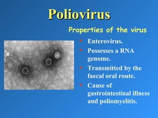 PoliovirusPoliovirus
• Enterovirus.
• Possesses a RNA
genome.
• Transmitted by the
faecal oral route.
• Cause of
gastrointestinal illness
and poliomyelitis.
Properties of the virus
 