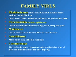 FAMILY VIRUSFAMILY VIRUS
• RhabdovirusesRhabdoviruses consist of six GENERA included rabies
,vesicular stomatitis virus
• Infect insects, fishes , mammals and other two genera affect plants
• PicornaviridaePicornaviridae includes aphthovrus
• Causes foot-and-mouth disease in pigs, cattle, sheep and goats
• PestivirusesPestiviruses
• Causes classical swine fever and Bovine viral diarrhea
• ArterivirusesArteriviruses
• Affect cattle, mice and other mammals
• CoronavirusesCoronaviruses
• They infect the upper respiratory and gastrointestinal tract of
birds and mammals also affect cats, dogs, pig
 