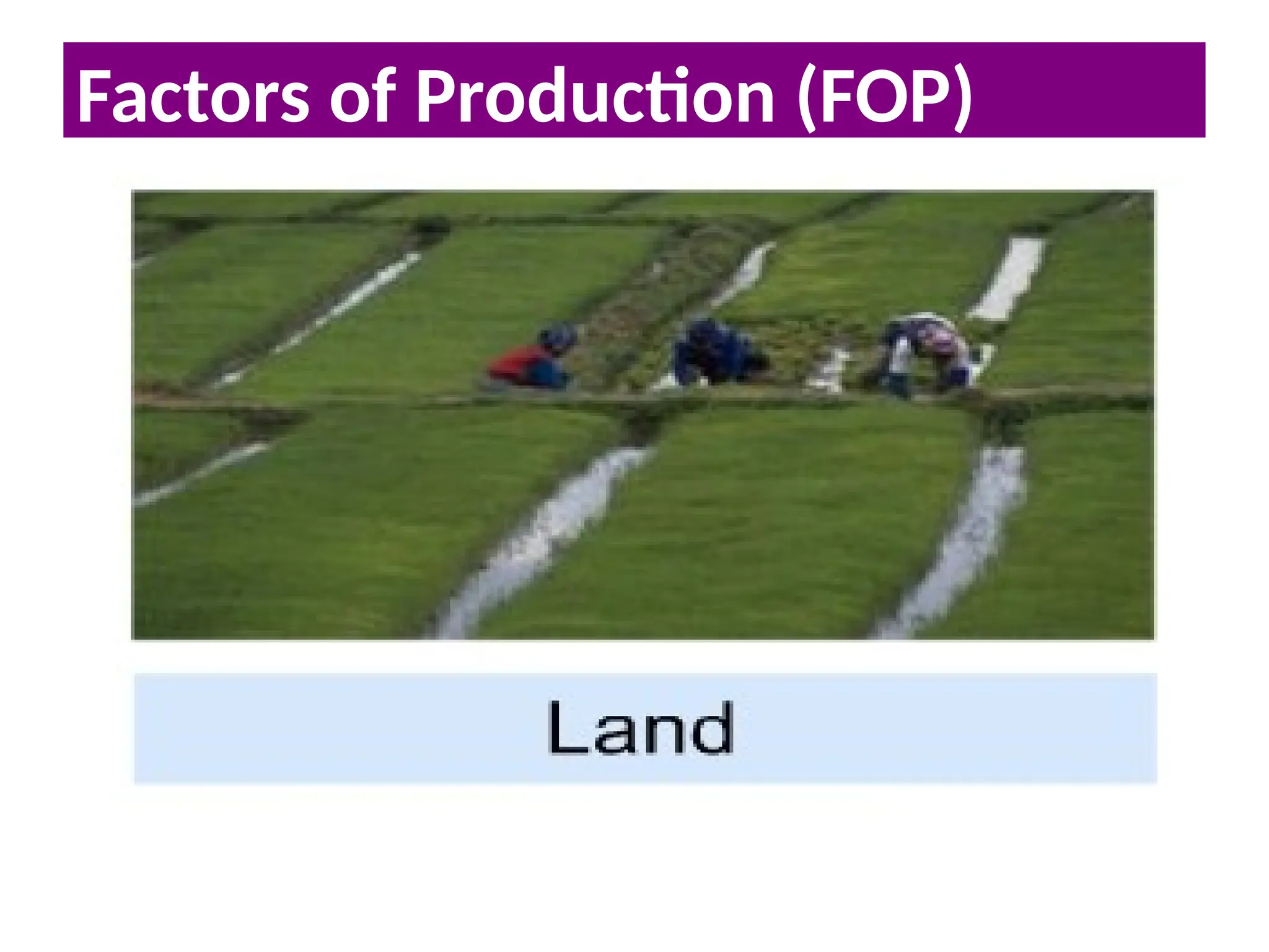 Basic Economic Problem
Factors of Production (FOP)
 