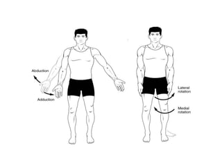 basics of anatomy and physiology-1.pptx