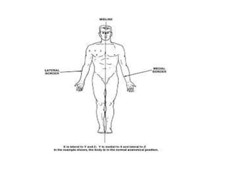 basics of anatomy and physiology-1.pptx