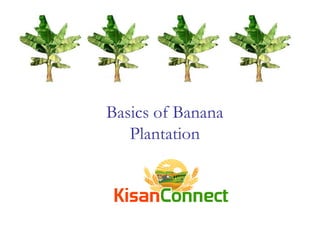 Basics of Banana
Plantation
 