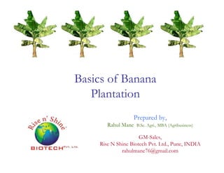 Basics of Banana
Plantation
Prepared by,
Rahul Mane B.Sc. Agri., MBA (Agribusiness)
GM-Sales,
Rise N Shine Biotech Pvt. Ltd., Pune, INDIA
rahulmane76@gmail.com
 