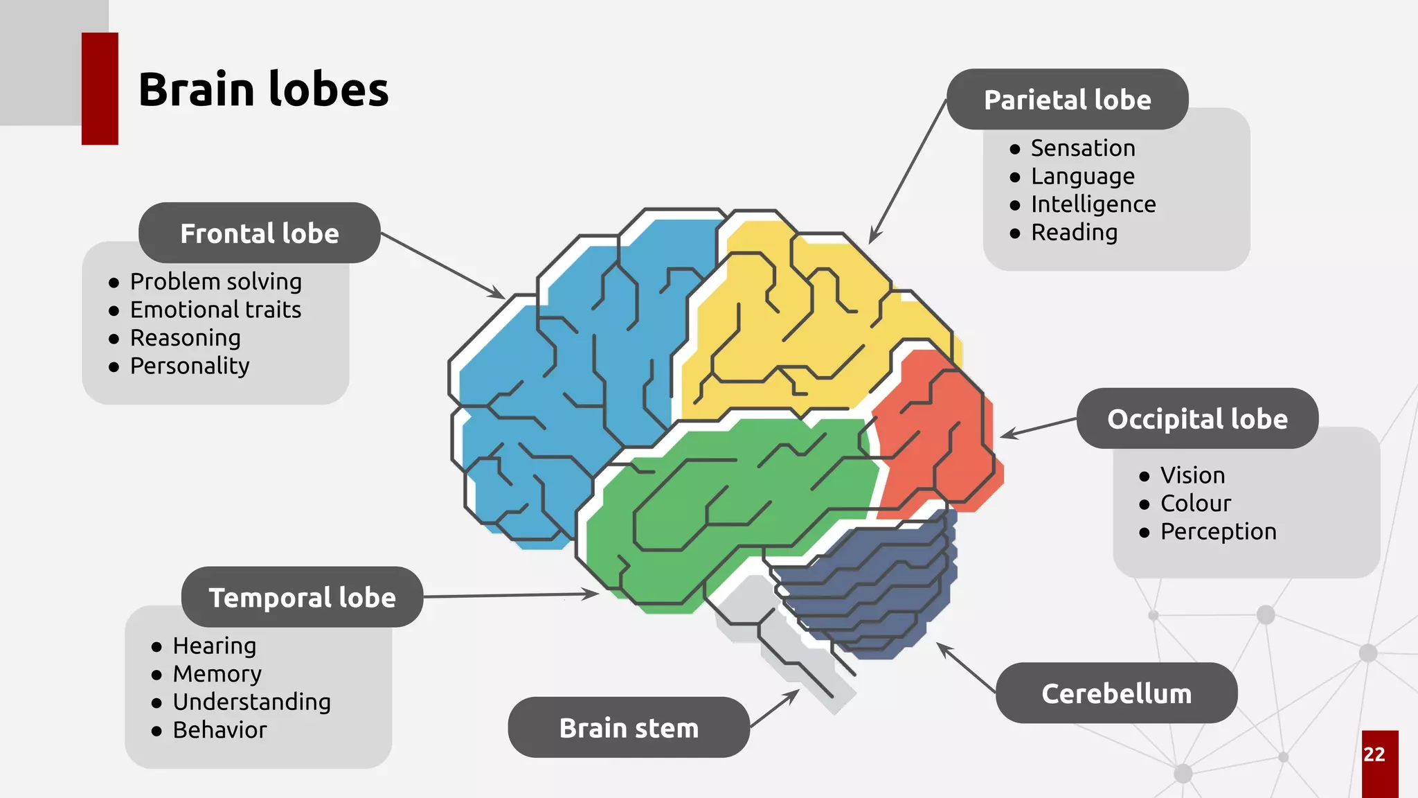 Brain lobes
22
● Problem solving
● Emotional traits
● Reasoning
● Personality
Frontal lobe
● Hearing
● Memory
● Understanding
● Behavior
Temporal lobe
● Sensation
● Language
● Intelligence
● Reading
Parietal lobe
● Vision
● Colour
● Perception
Occipital lobe
Cerebellum
Brain stem
 