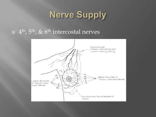 Nerve Supply4th, 5th, & 6thintercostal nerves