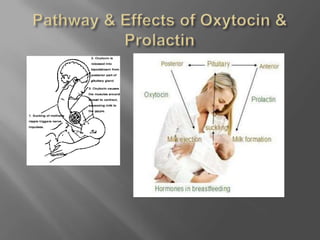 Pathway & Effects of Oxytocin & Prolactin
