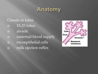 AnatomyGlands or lobes     15-25 lobes     alveoli     maternal blood supplymyoepithelial cells     milk ejection reflex
