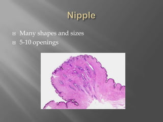 NippleMany shapes and sizes5-10 openings