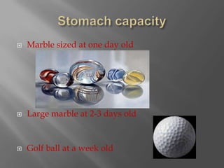 Stomach capacityMarble sized at one day oldLarge marble at 2-3 days oldGolf ball at a week old