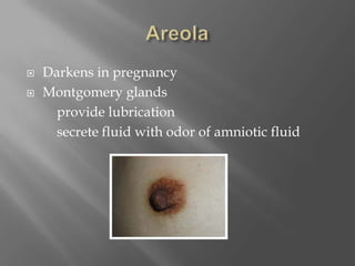AreolaDarkens in pregnancyMontgomery glands		provide lubrication		secrete fluid with odor of amniotic fluid