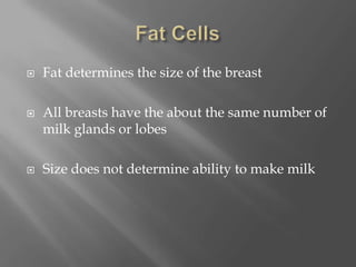 Fat CellsFat determines the size of the breastAll breasts have the about the same number of milk glands or lobesSize does not determine ability to make milk