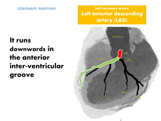 It runs
downwards in
the anterior
inter-ventricular
groove
Left coronary artery
Left anterior descending
artery (LAD)
CORONARY ANATOMY
 