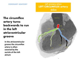 The circumflex
artery turns
backwards to run
in the left
atrioventricular
groove
Left coronary artery
LEFT CIRCUMFLEX artery
(LCx)
CORONARY ANATOMY
In the atrioventricular
groove the circumflex
artery is often
covered by the
auricle of the left
atrium
 
