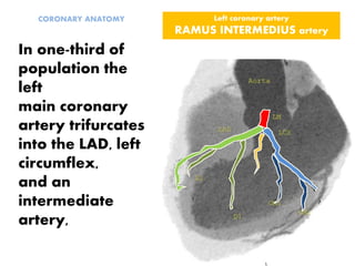 Left coronary artery
RAMUS INTERMEDIUS artery
CORONARY ANATOMY
In one-third of
population the
left
main coronary
artery trifurcates
into the LAD, left
circumflex,
and an
intermediate
artery,
 