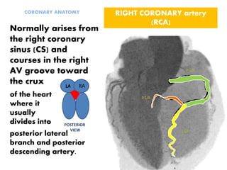 CORONARY ANATOMY
Normally arises from
the right coronary
sinus (CS) and
courses in the right
AV groove toward
the crux
posterior lateral
branch and posterior
descending artery.
RIGHT CORONARY artery
(RCA)
of the heart
where it
usually
divides into
LA RA
POSTERIOR
VIEW
 