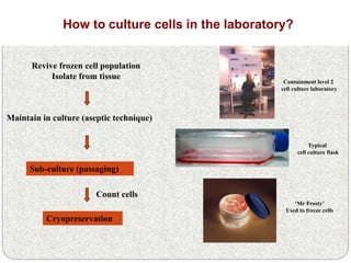 Basics Of Cell Culture PPT Basics Of Cell Culture 12 320