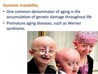 Genomic Instability
• One common denominator of aging is the
accumulation of genetic damage throughout life
• Premature aging diseases, such as Werner
syndrome.
 