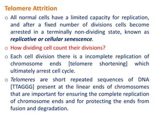 Telomere Attrition
o All normal cells have a limited capacity for replication,
and after a fixed number of divisions cells become
arrested in a terminally non-dividing state, known as
replicative or cellular senescence.
o How dividing cell count their divisions?
o Each cell division there is a incomplete replication of
chromosome ends [telomere shortening] which
ultimately arrest cell cycle.
o Telomeres are short repeated sequences of DNA
[TTAGGG] present at the linear ends of chromosomes
that are important for ensuring the complete replication
of chromosome ends and for protecting the ends from
fusion and degradation.
 