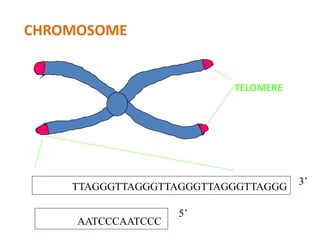 CHROMOSOME
TTAGGGTTAGGGTTAGGGTTAGGGTTAGGG
AATCCCAATCCC
5’
3’
TELOMERE
 